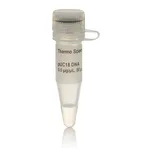 Thermo Fisher Scientific pUC18 DNA