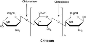 Merck CHITOSANASE