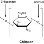 Merck CHITOSANASE