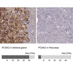 Merck Anti-PCSK2 antibody produced in rabbit