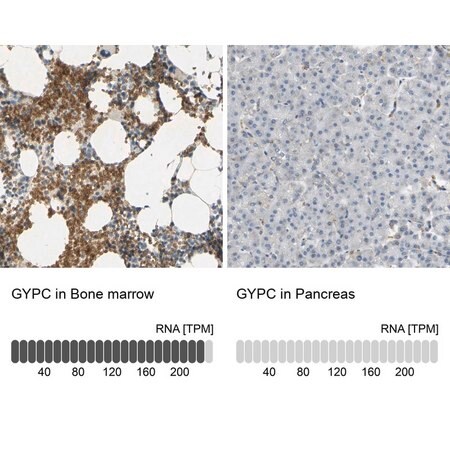 Merck Anti-GYPC antibody produced in rabbit