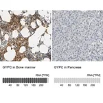 Merck Anti-GYPC antibody produced in rabbit