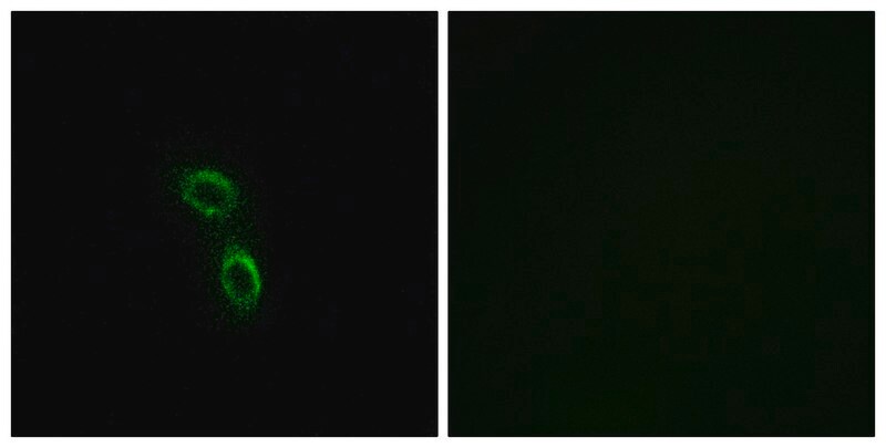Merck Anti-ARMC6 antibody produced in rabbit