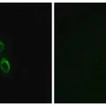 Merck Anti-ARMC6 antibody produced in rabbit