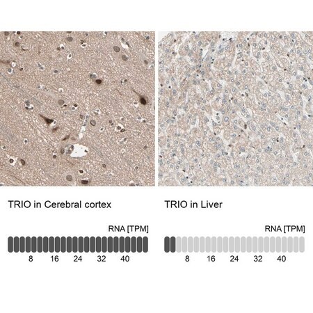Merck Anti-TRIO antibody produced in rabbit