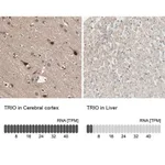 Merck Anti-TRIO antibody produced in rabbit