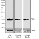 Thermo Fisher Scientific Goat anti-Mouse IgG Fc Secondary Antibody, HRP