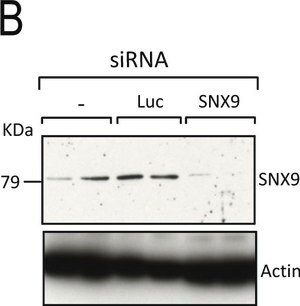 Merck ANTI-Β-ACTIN−PEROXIDASE ANTIBODY, MOUSE&