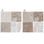 Merck Anti-LHPP antibody produced in rabbit