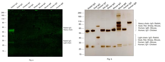Thermo Fisher Scientific F(ab`)2-Goat anti-Rabbit IgG (H+L) Cross-Adsorbed Secondary Antibody, Alexa Fluor Plus 488