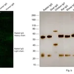 Thermo Fisher Scientific F(ab`)2-Goat anti-Rabbit IgG (H+L) Cross-Adsorbed Secondary Antibody, Alexa Fluor Plus 488