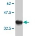 Merck MONOCLONAL ANTI-GUCY2C