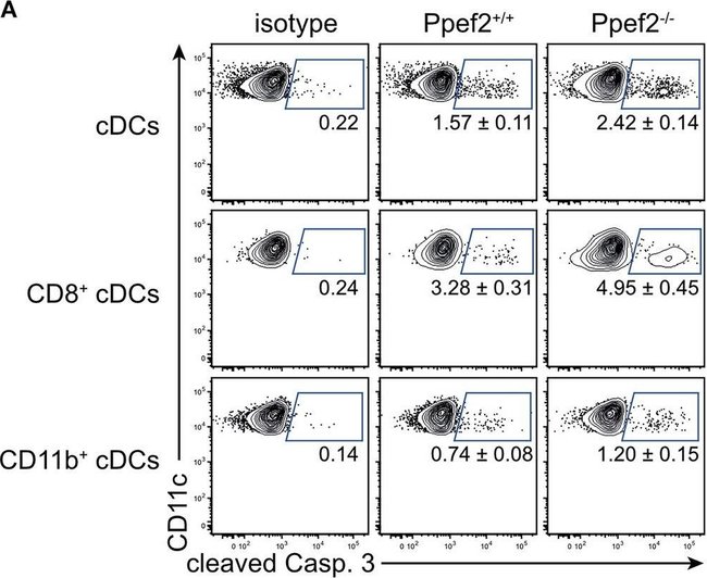 Thermo Fisher Scientific Goat anti-Rabbit IgG (H+L) Cross-Adsorbed Secondary Antibody, PE