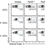 Thermo Fisher Scientific Goat anti-Rabbit IgG (H+L) Cross-Adsorbed Secondary Antibody, PE