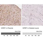Merck Anti-IGFBP1 antibody produced in rabbit
