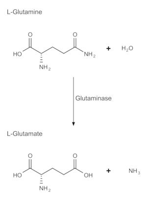 Merck GLUTAMINASE GRADE V FROM ESCHERICHIA COL