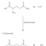 Merck GLUTAMINASE GRADE V FROM ESCHERICHIA COL