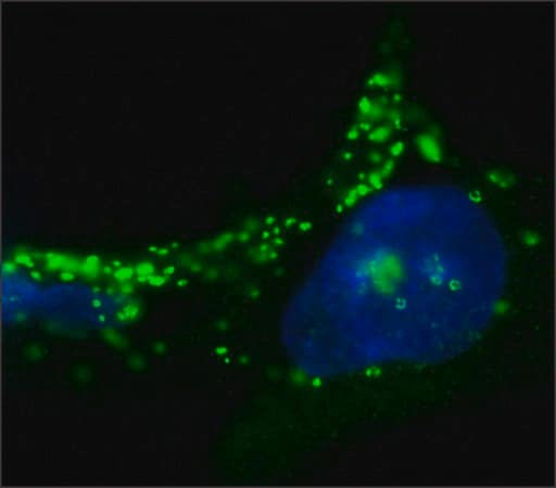 Merck Anti-ADFP / PLIN2 antibody, Mouse monoclonal