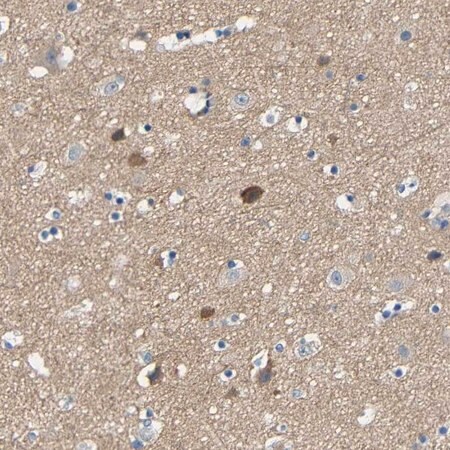 Merck Anti-NEGR1 antibody produced in rabbit