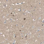 Merck Anti-NEGR1 antibody produced in rabbit