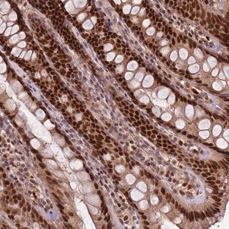 Merck Anti-RMND5B antibody produced in rabbit
