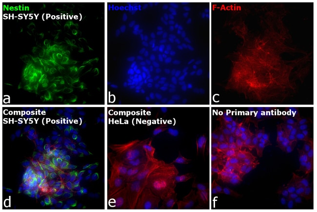 Thermo Fisher Scientific F(ab`)2-Goat anti-Mouse IgG (H+L) Cross-Adsorbed Secondary Antibody, Alexa Fluor Plus 488