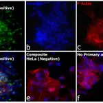 Thermo Fisher Scientific F(ab`)2-Goat anti-Mouse IgG (H+L) Cross-Adsorbed Secondary Antibody, Alexa Fluor Plus 488