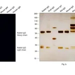 Thermo Fisher Scientific Goat anti-Rabbit IgG (H+L) Cross-Adsorbed Secondary Antibody