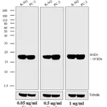 Thermo Fisher Scientific Goat anti-Mouse IgG (H+L) Superclonal Secondary Antibody, Biotin