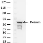 Thermo Fisher Scientific F(ab`)2-Goat anti-Rabbit IgG (H+L) Cross-Adsorbed Secondary Antibody, HRP