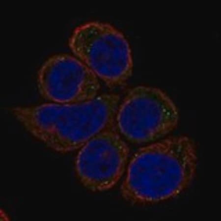 Merck Anti-IGSF10 antibody produced in rabbit