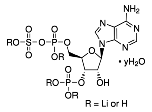 Merck ADENOSINE 3``-PHOSPHATE 5``-PHOSPHOSULFATE