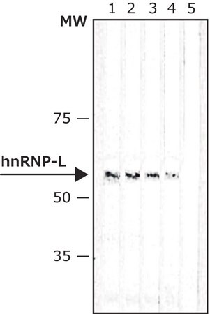 Merck Anti-hnRNP-L antibody, Mouse monoclonal