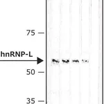 Merck Anti-hnRNP-L antibody, Mouse monoclonal