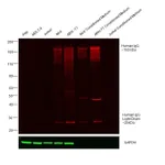 Thermo Fisher Scientific Donkey anti-Human IgG (H+L) Cross-Adsorbed Secondary Antibody, DyLight 800
