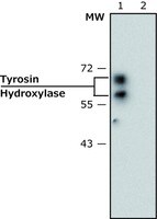 Merck MONOCLONAL ANTI-TYROSINE HYDROXYLASE, &