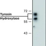Merck MONOCLONAL ANTI-TYROSINE HYDROXYLASE, &