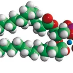 Merck 16:0 DNP PE