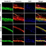 Thermo Fisher Scientific Goat anti-Mouse IgG (H+L) Cross-Adsorbed Secondary Antibody, Texas Red-X