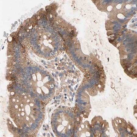 Merck Anti-NDFIP2 antibody produced in rabbit
