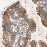 Merck Anti-NDFIP2 antibody produced in rabbit
