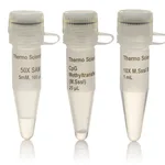 Thermo Fisher Scientific CpG Methyltransferase (M.SssI)