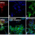 Thermo Fisher Scientific Donkey anti-Mouse IgG (H+L) Secondary Antibody, Qdot 605