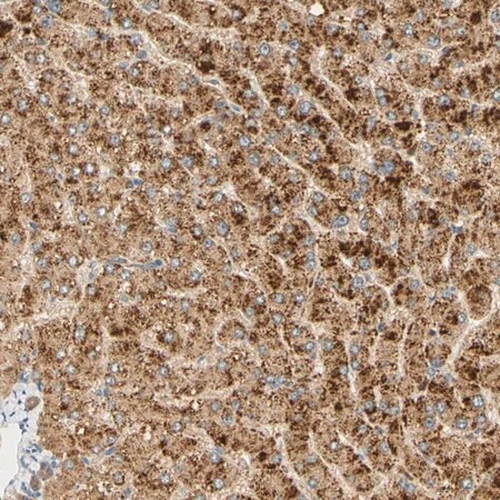 Merck Anti-FAM189A1 antibody produced in rabbit