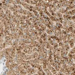 Merck Anti-FAM189A1 antibody produced in rabbit