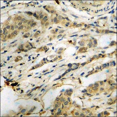 Merck Anti-phospho-PKR (pThr446) antibody produced in rabbit