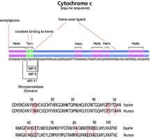 Merck CYTOCHROME C FROM HORSE HEART