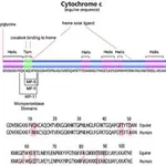 Merck CYTOCHROME C FROM HORSE HEART