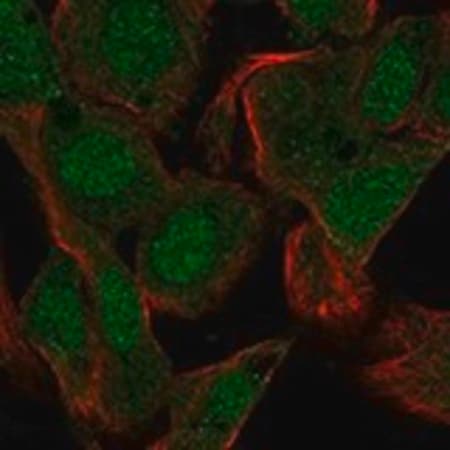 Merck Anti-PRM1 antibody produced in rabbit