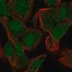 Merck Anti-PRM1 antibody produced in rabbit